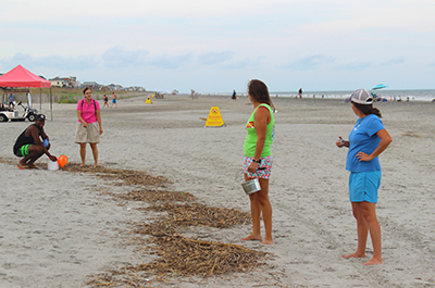Volunteers counting and collecting cigarette butts on Folly Beach